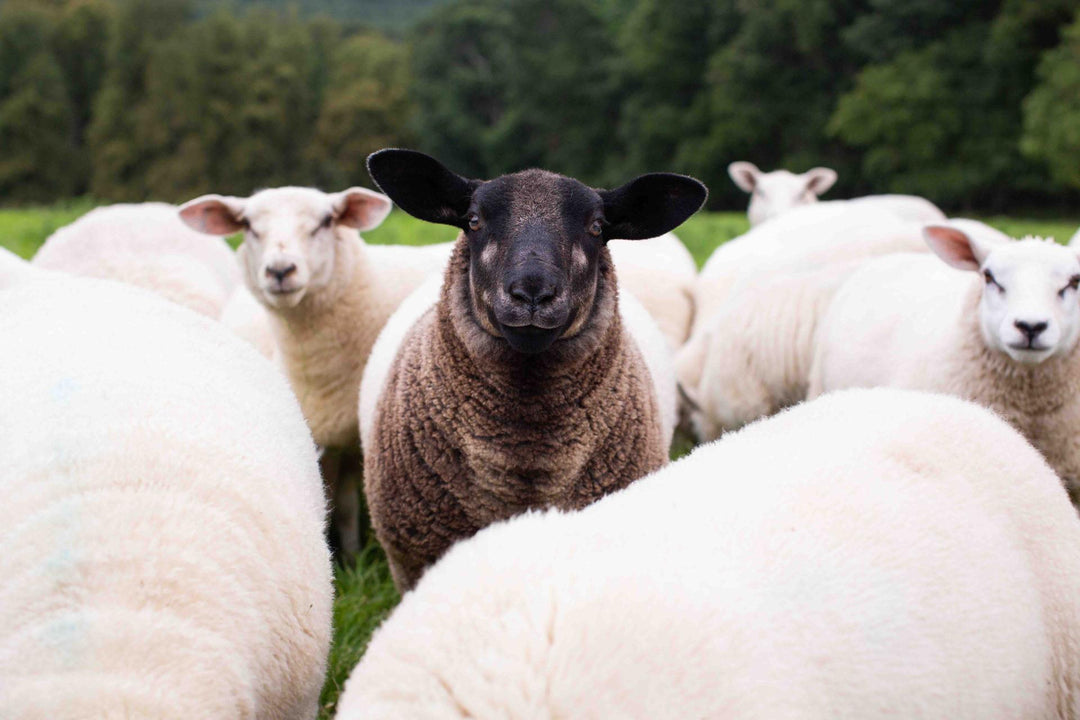 On The Farm With Anthony Ardee