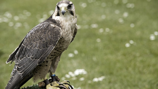 FALCONRY ON THE LAWNS