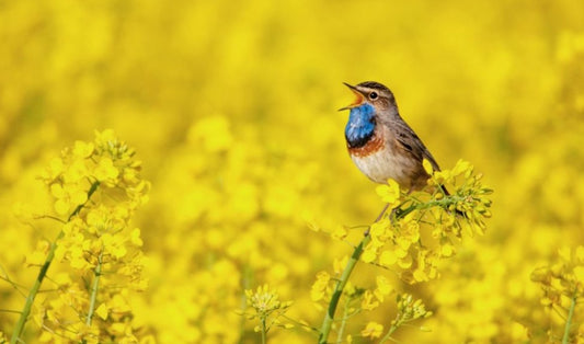 MEMBERS EVENT - NATIONAL DAWN CHORUS WALK
