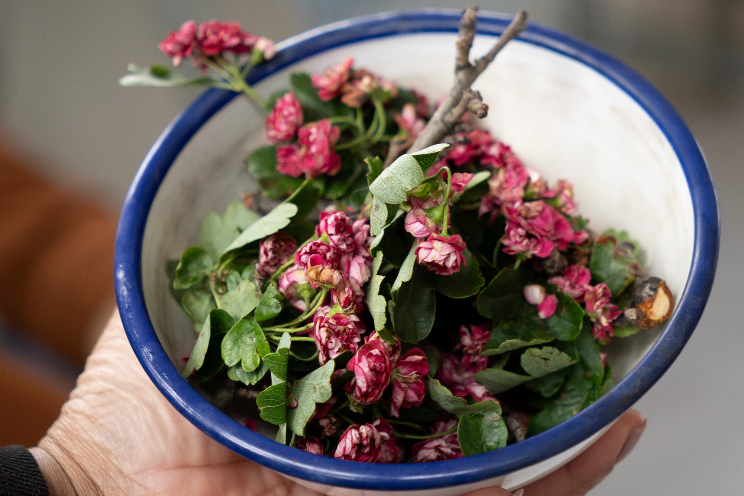 Workshop: The Colour Beneath; Discovering Natural Dye From Plants with Kathryn Davey