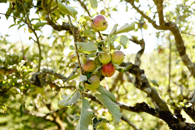 Annual Apple Pressing