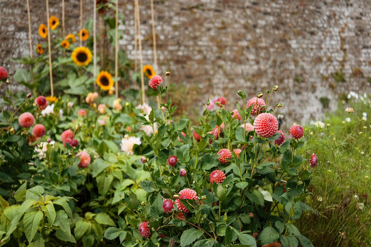 Workshop: Grow Your Own Cut Flowers with Killruddery Gardener Annette Daly