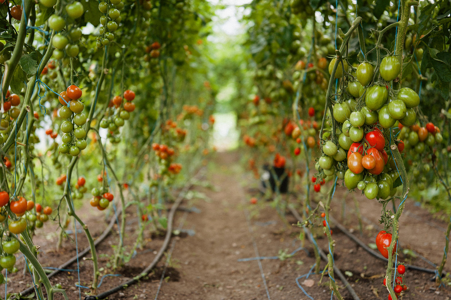 Workshop: Grow Your Own Vegetables with Killruddery Gardener Pat Keady