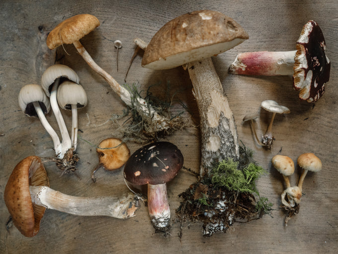 Workshop: Mushroom Hunt with Bill O'Dea