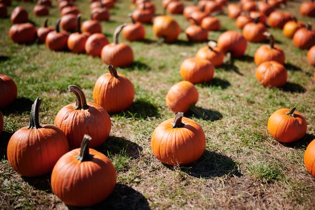 BOO! Halloween Harvest Weekend