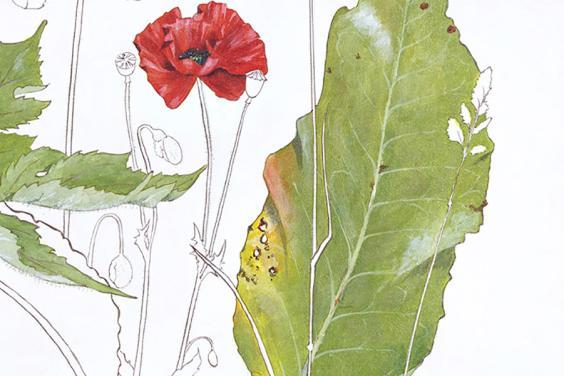 Sold Out - Workshop: Painting Garden Flowers